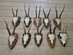 10 mooie ree geweien samen € 80 jacht mancave c49, Ophalen of Verzenden, Gebruikt, Hert, Gewei of Kop