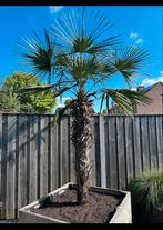 Palmboom, Ophalen of Verzenden, Gehele jaar, Volle zon, Zaad
