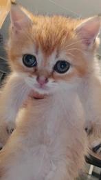 Golden solid Brits Korthaar kitten laatste van de nest, Dieren en Toebehoren, Katten en Kittens | Raskatten | Korthaar, Meerdere dieren