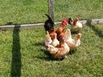 Serama hennen en haan, Dieren en Toebehoren, Pluimvee, Meerdere dieren, Kip