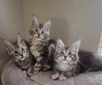 maine coon kittens XXL met stamboom, Russische lijnen!, Dieren en Toebehoren, Katten en Kittens | Raskatten | Langhaar, Meerdere dieren