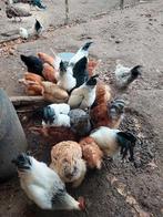 Hanen voor de slacht nog plm 7 stuks, Dieren en Toebehoren, Pluimvee, Mannelijk, Kip