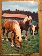 Dieren - Paarden, Verzamelen, Ansichtkaarten | Dieren, Ophalen of Verzenden, Ongelopen, Paard