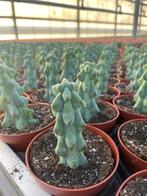 Boobiecactus Myrtillocactus geometrizans Fukurokuryuzinbo, Huis en Inrichting, Kamerplanten, Ophalen of Verzenden, Minder dan 100 cm