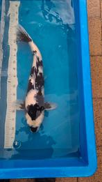 Shiro utsuri, Dieren en Toebehoren, Vissen | Vijvervissen, Karper of Koi