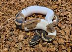 Kweek zelf de ultieme designers morph, Scaleless Pied!, Dieren en Toebehoren, Slang, 0 tot 2 jaar