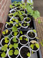 Stokrozen, Tuin en Terras, Planten | Tuinplanten, Ophalen of Verzenden