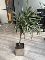 Dracena met pot - 117cm hoog, Huis en Inrichting, 100 tot 150 cm, Overige soorten, In pot, Groene kamerplant
