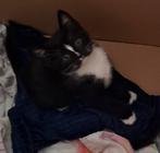Nog 1 mooie kater, Kater, 0 tot 2 jaar