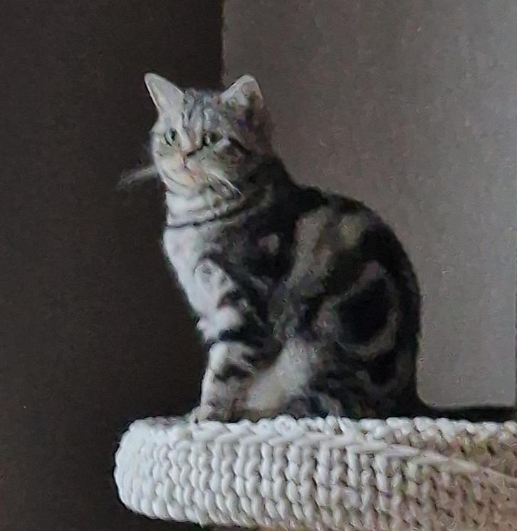 Britse korthaar, Dieren en Toebehoren, Katten en Kittens | Raskatten | Korthaar, Poes, 3 tot 5 jaar, Ontwormd, Ingeënt