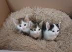 Lieve en sociale kittens/ poesjes met cyperse tekening, Dieren en Toebehoren, Poes, Ontwormd, 0 tot 2 jaar