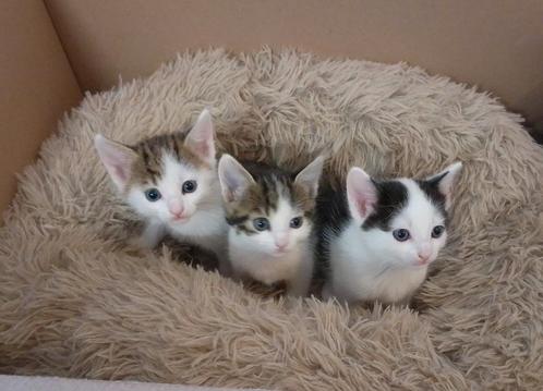 Lieve en sociale kittens/ poesjes met cyperse tekening, Dieren en Toebehoren, Katten en Kittens | Raskatten | Korthaar, Poes, 0 tot 2 jaar
