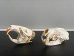 Schedel Muskusrat en Nerts, Ophalen of Verzenden, Fossiel
