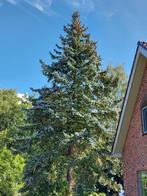 Kerstboom - blaauwspar, Diversen, Kerst, Ophalen, Nieuw