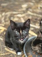 Kittens, kater en poesjes 9 weken oud, Dieren en Toebehoren, Katten en Kittens | Overige Katten, Meerdere dieren, Kortharig, 0 tot 2 jaar