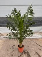 Phoenix palm p 35 cm  h 2 meter, Tuin en Terras, Planten | Bomen, Ophalen, Volle zon, Palmboom, 100 tot 250 cm