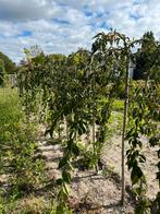 Prunus ‘Snofozam’, Ophalen, Overige soorten, Volle zon