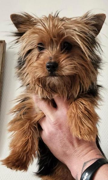 YORKSHIRE TERRIER BIEWER TERRIER DEKREU MINI beschikbaar voor biedingen