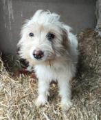 Lieve vrolijke fluffy Lala, teefje 1,5 jaar oud, Dieren en Toebehoren, Honden | Niet-rashonden, Particulier, 1 tot 2 jaar, Buitenland