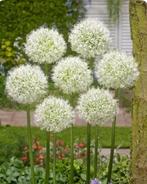 Allium mount Everest bollen, Ophalen of Verzenden, Volle zon