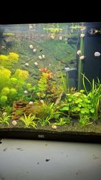 Juwel Lido 120 led, Dieren en Toebehoren, Vissen | Aquaria en Toebehoren, Ophalen, Zo goed als nieuw, Gevuld zoetwateraquarium