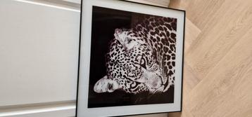 Mooie schilderij 50 x 50cm  beschikbaar voor biedingen