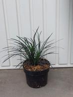 siergras Ophiopogon plan 'Niger (Slangenbaard), Ophalen, Zomer, Siergrassen