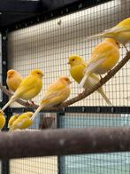 kanaries, Dieren en Toebehoren, Vogels | Kanaries, Meerdere dieren, Kleurkanarie