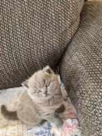 Lieve Britse Korthaar Kitten - Grijs, Gezond en Speels, Dieren en Toebehoren, Katten en Kittens | Raskatten | Korthaar, Geslacht onbekend