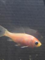 Gold fish, Dieren en Toebehoren, Vissen | Aquariumvissen, Vis