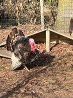 Kalkoenen haan, Mannelijk, Kalkoen