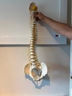 Anatomiepop bekken en rugwervels, Ophalen of Verzenden, Zo goed als nieuw, Overige typen