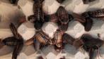 Dubia mixbakjes (60 stuks) 5 euro, Amfibie, 0 tot 2 jaar