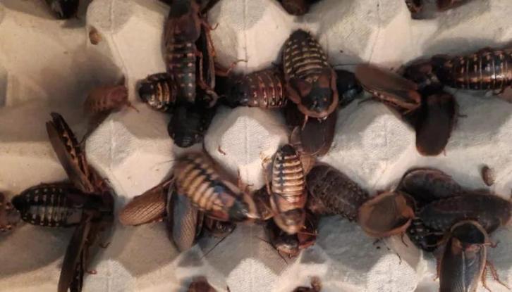 Dubia mixbakjes (60 stuks) 5 euro, Dieren en Toebehoren, Reptielen en Amfibieën, Amfibie, 0 tot 2 jaar