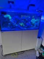 Red sea reefer 350 wit, Dieren en Toebehoren, Vissen | Aquaria en Toebehoren, Ophalen, Zo goed als nieuw, Gevuld zeewateraquarium