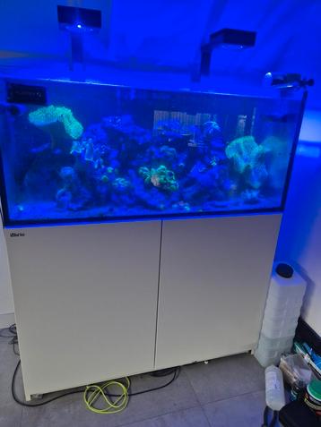 Red sea reefer 350 wit beschikbaar voor biedingen