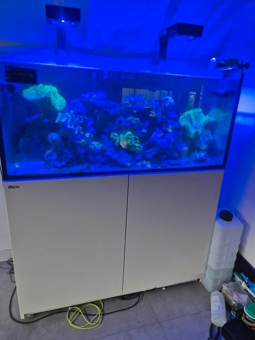 Red sea reefer 350 wit, Dieren en Toebehoren, Vissen | Aquaria en Toebehoren, Zo goed als nieuw, Gevuld zeewateraquarium, Ophalen