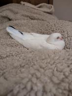 Witte tamme duif vermist in oud-Geleen., Dieren en Toebehoren, Vermiste en Gevonden Dieren, Vogel