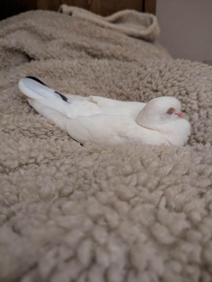 Witte tamme duif vermist in oud-Geleen., Dieren en Toebehoren, Vermiste en Gevonden Dieren, Vogel