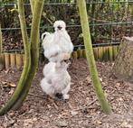 Zijdehoen koppel hen en haan, Dieren en Toebehoren, Pluimvee, Meerdere dieren, Kip
