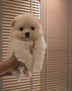 Pomeriaan pups, Dieren en Toebehoren, Honden | Poolhonden, Keeshonden en Oertypen, Parvo, 8 tot 15 weken, Meerdere, Meerdere dieren