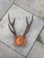 Geweitrofee van een hert, Ophalen of Verzenden