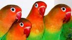ZUIVERE WILDKLEUR AGAPORNIS FISCHERIE poppen DNA GESEKST!, Dieren en Toebehoren, Vrouwelijk, Dwergpapegaai of Agapornis, Geringd