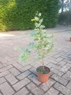 Groene beuk (fagus sylvatica) 60 t/m 125 cm potgekweekt, Tuin en Terras, Ophalen