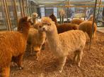 Alpaca's merries (vrouwelijk) | Persoonlijk advies, Juni, Vrouwelijk