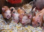 Mini varkentjes göttinger, Dieren en Toebehoren, Meerdere dieren, Varken, 0 tot 2 jaar