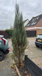 Conifeer ca. 2 meter hoog, Ophalen of Verzenden, Bloeit niet, Halfschaduw, Overige soorten