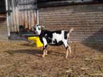 Dwerggeiten lammeren te koop, Dieren en Toebehoren, Schapen, Geiten en Varkens, Meerdere dieren, Geit, 0 tot 2 jaar
