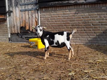Dwerggeiten lammeren te koop beschikbaar voor biedingen