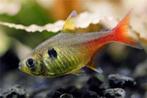 Megalamphodus roseus / Gele Fantoomzalm - Koidream Valburg, Vis, Zoetwatervis